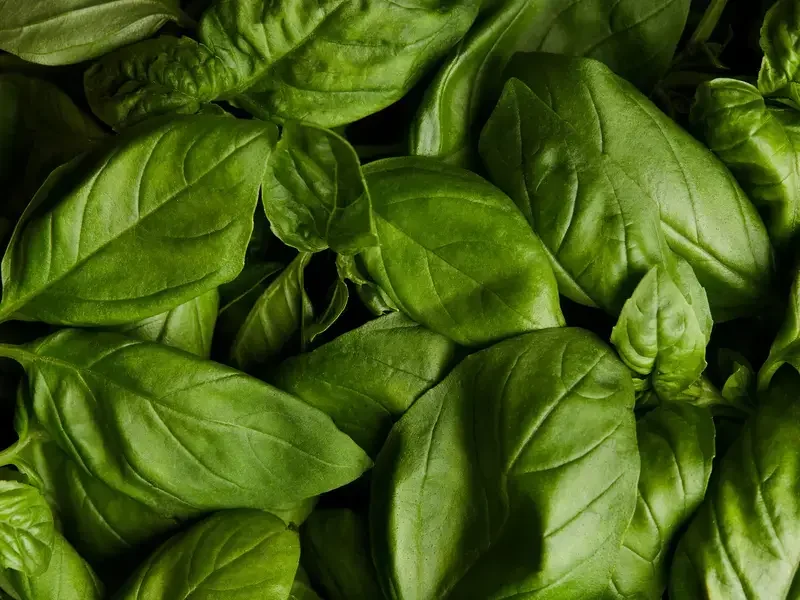 comment conserver du basilic frais – Fine Dining Lovers
