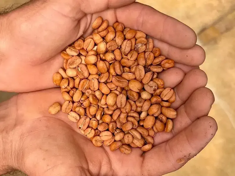 Colombia, grains de café
