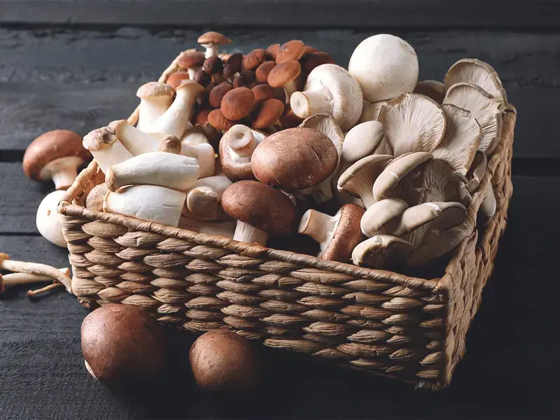 conserver champignon
