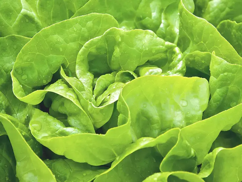 conserver salade