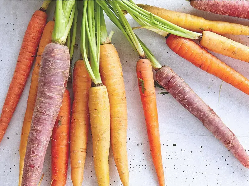 conserver les carottes