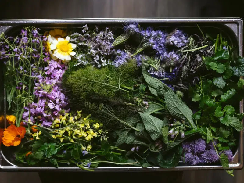 fleurs comestibles
