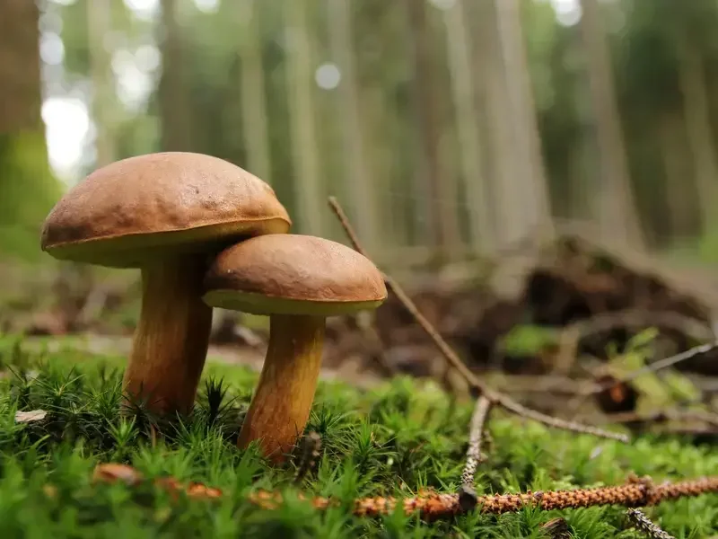Les différents types de champignons comestibles