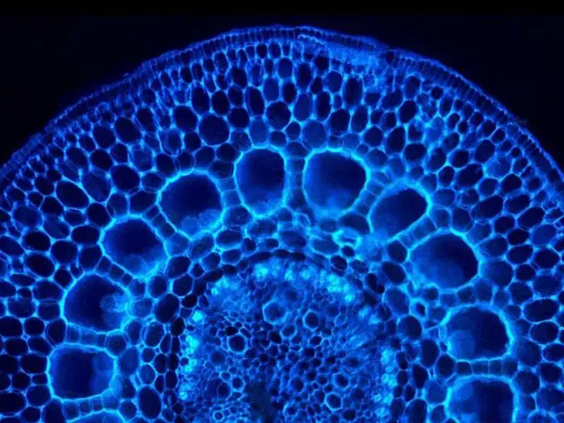 Cuisine moléculaire facile : la Science de la sphérification