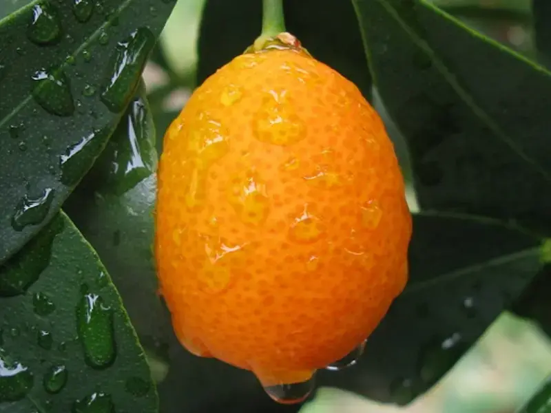 zoom sur un kumquat sur l’arbre