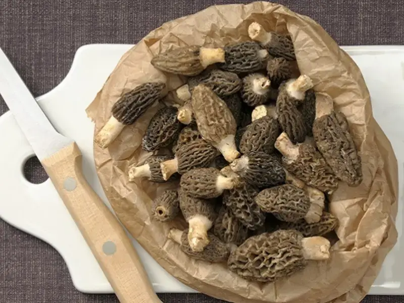 Comment conserver les morilles : nos meilleurs conseils