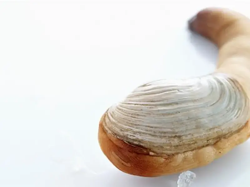 Le panope du Pacifique : la palourde géante que vous devez goûter !