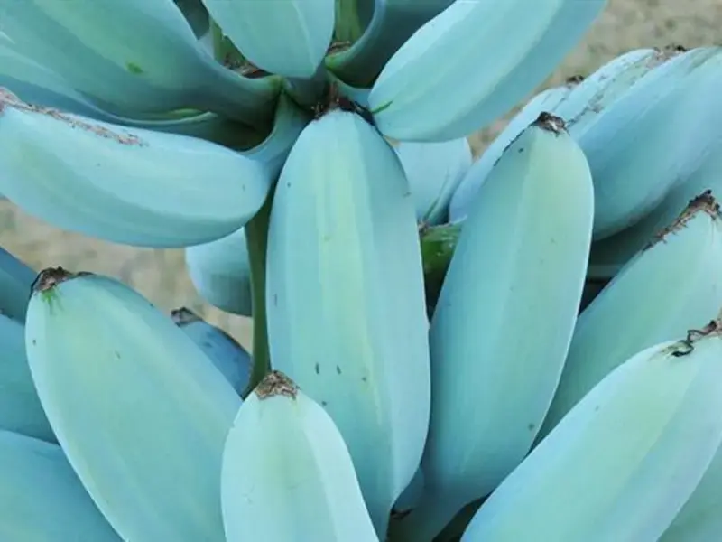 Blue Java : la banane au goût de glace à la vanille