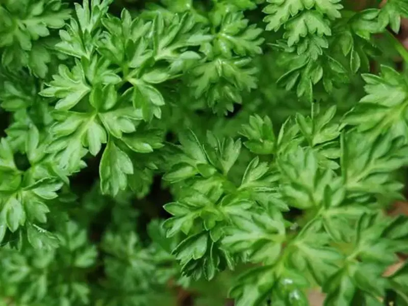 Cerfeuil : recettes et astuces pour l'utiliser en cuisine