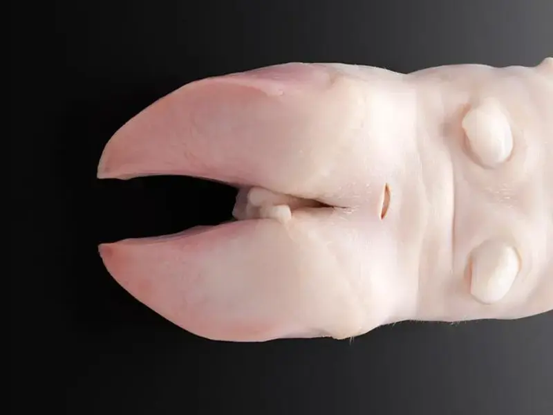 Pieds de porc : comment cuisiner les pieds de porc ?