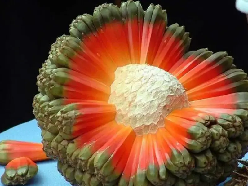Le hala : ce fruit étrange ressemble à une planète en pleine explosion