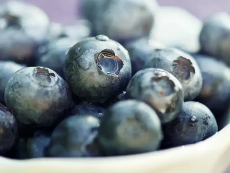 Myrtilles : recettes et astuces pour profiter des myrtilles