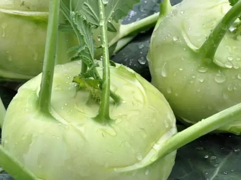 Comment cuisiner le chou-rave : recettes et astuces