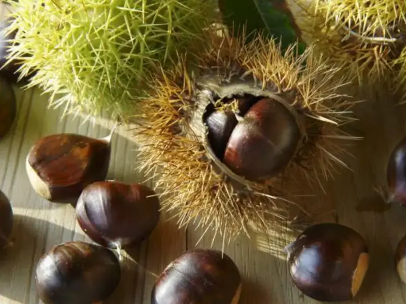 Marrons : recettes salées et astuces de cuisson