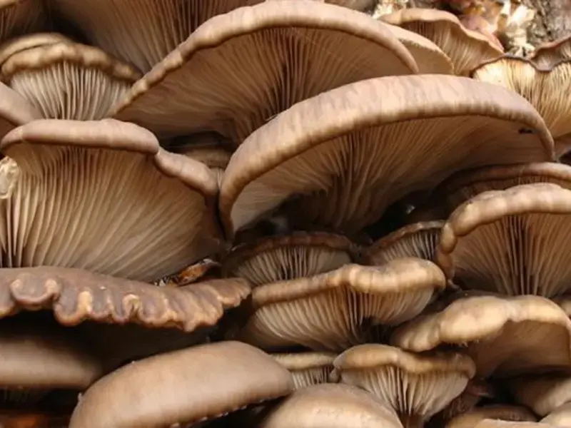 pleurotes
