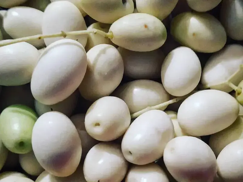 Qu'est-ce que l'olive blanche