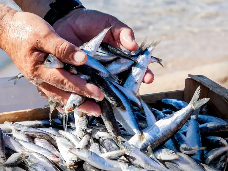 poissons les plus durables