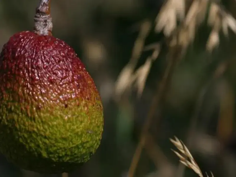 Variétés avocat