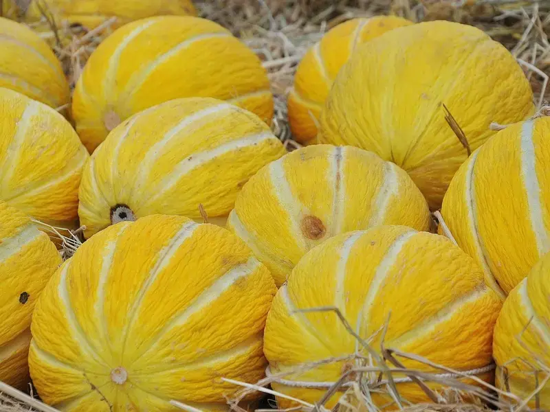 melon jaune