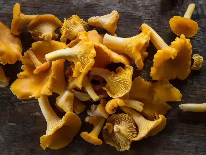 cantharellus champignons - Fine Dining Lovers