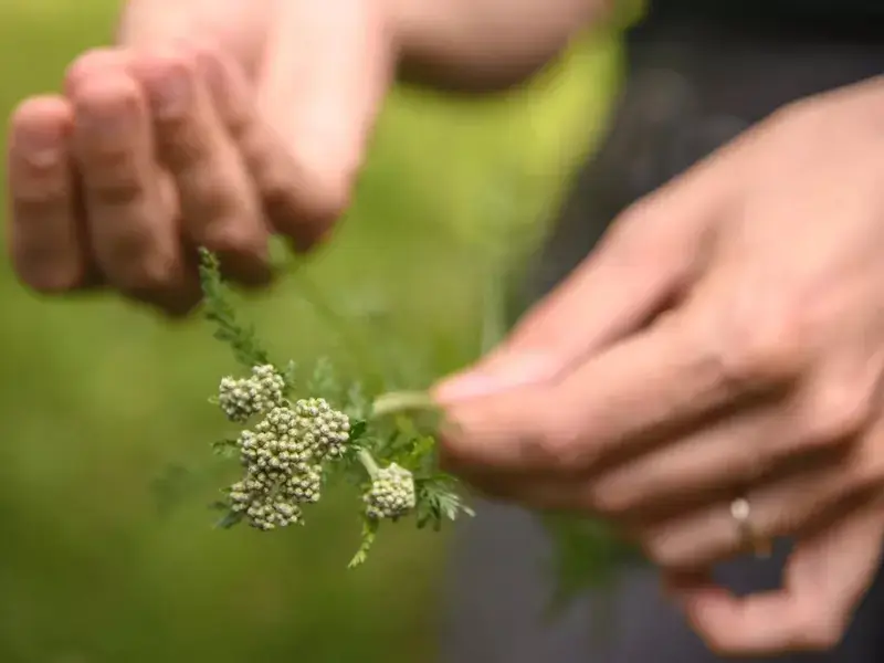 Comment utiliser les herbes sauvages en cuisine ?