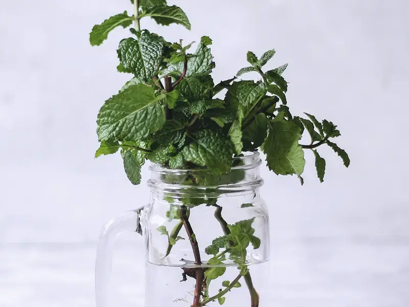 comment conserver la menthe fraiche - Fine Dining Lovers