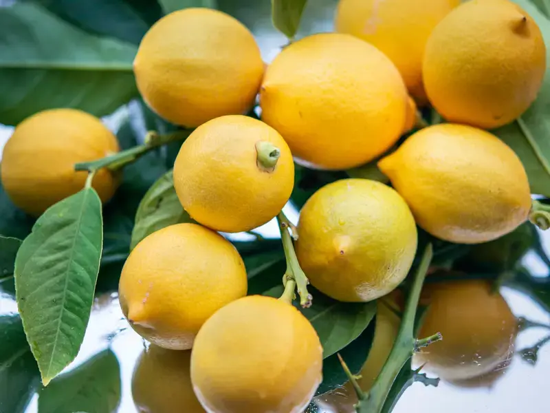 variétés de citrons