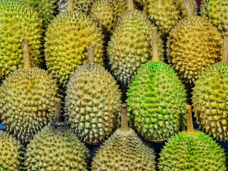 durian fruit ou durio zibethinus