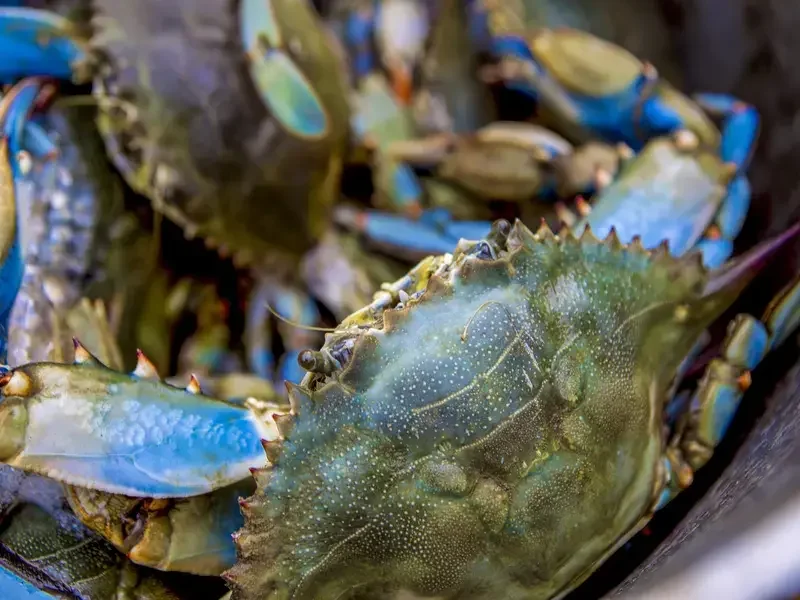 espèces invasives