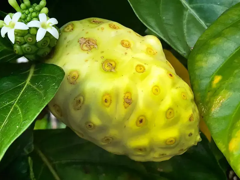 noni