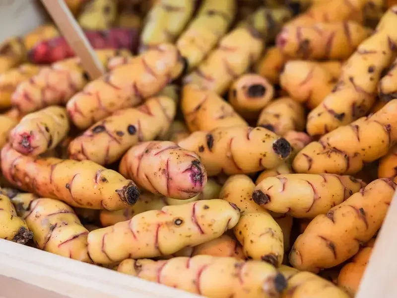 oca du pérou