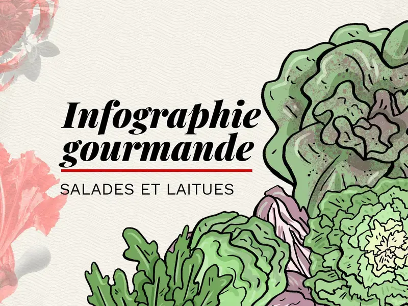 différents types de salade et laitue