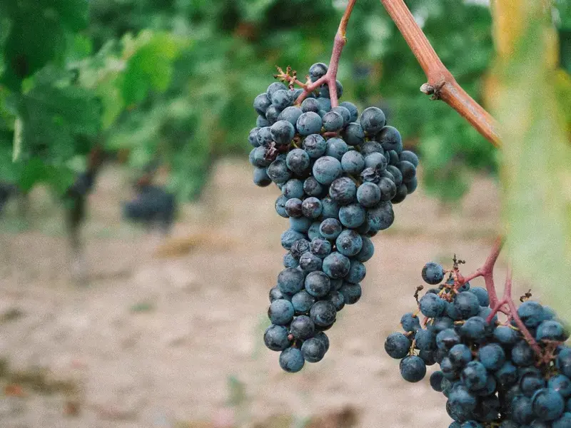 variété de raisin - Fine Dining Lovers