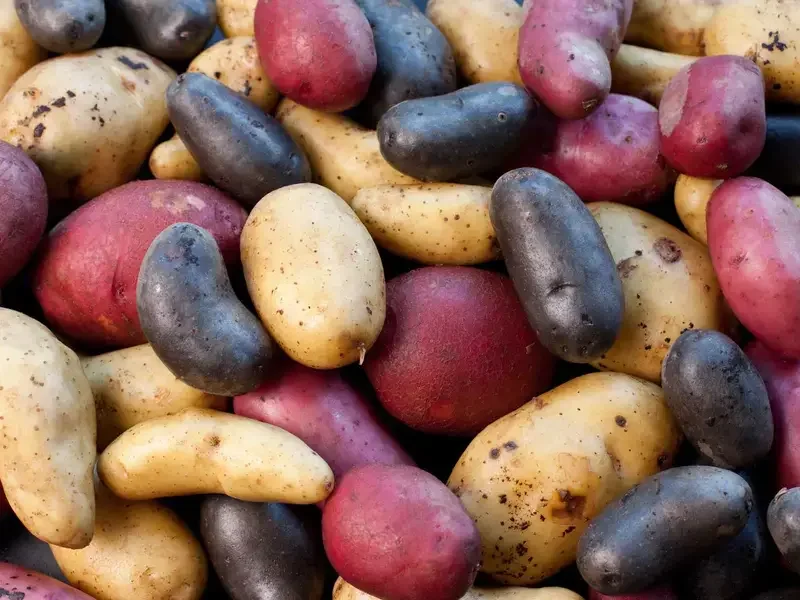 variétés de pommes de terre - infographie