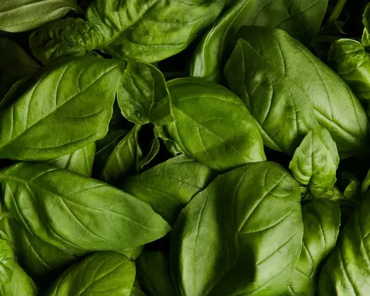 comment conserver du basilic frais – Fine Dining Lovers