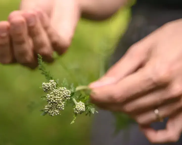 Comment utiliser les herbes sauvages en cuisine ?