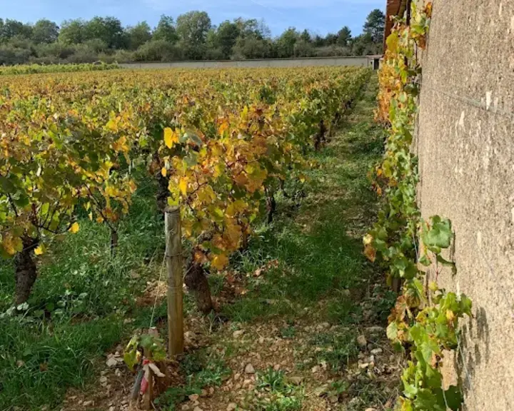 Montrachet