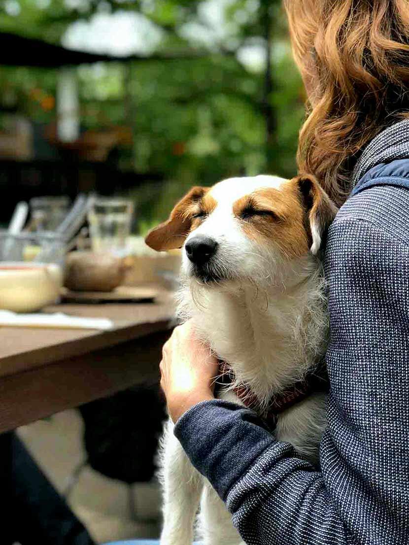 Nos amis à 4 pattes