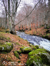 Route de l'Aubrac